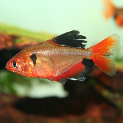Serpae Tetra - L
