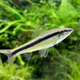 Siamese Algae Eater (SAE) - 2.5cm