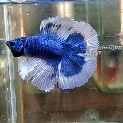 Siamese Betta - Double Tail Half Moon