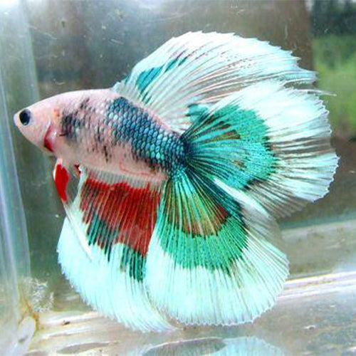 Siamese Betta - Double Tail Half Moon