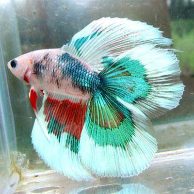 Siamese Betta - Double Tail Half Moon