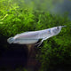 Silver Arowana - 8-10cm