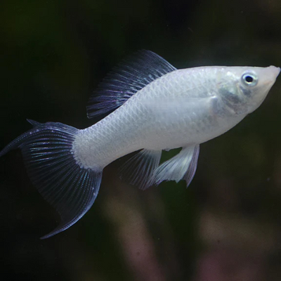 Silver Lyretail Molly - M