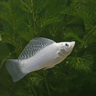 Silver Sailfin Molly - L