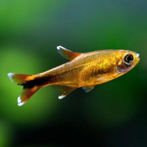 Silver Tip Tetra