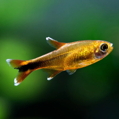 Silver Tip Tetra