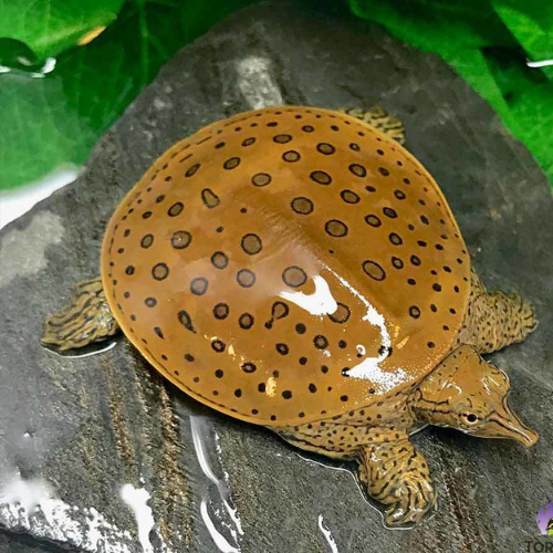 Soft-Shelled Turtle