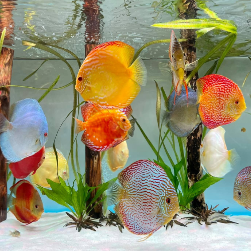 Special Assorted Discus - 3"