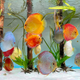 Assorted Discus - 6CM