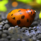 Spotted Snail - 1.5cm