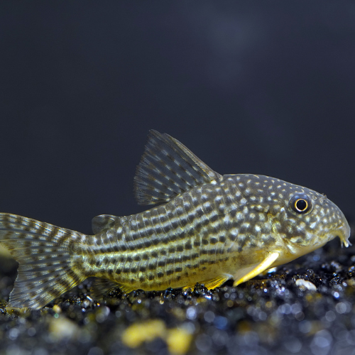 Sterbai Corydoras