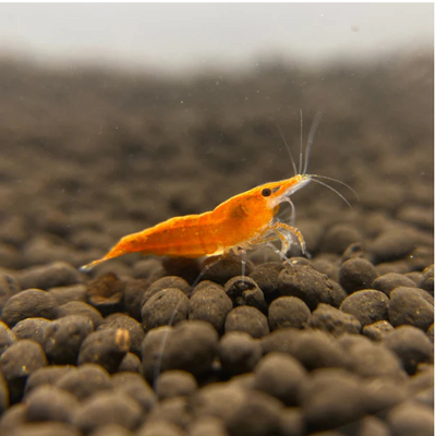 Sunkist Shrimp - 2cm