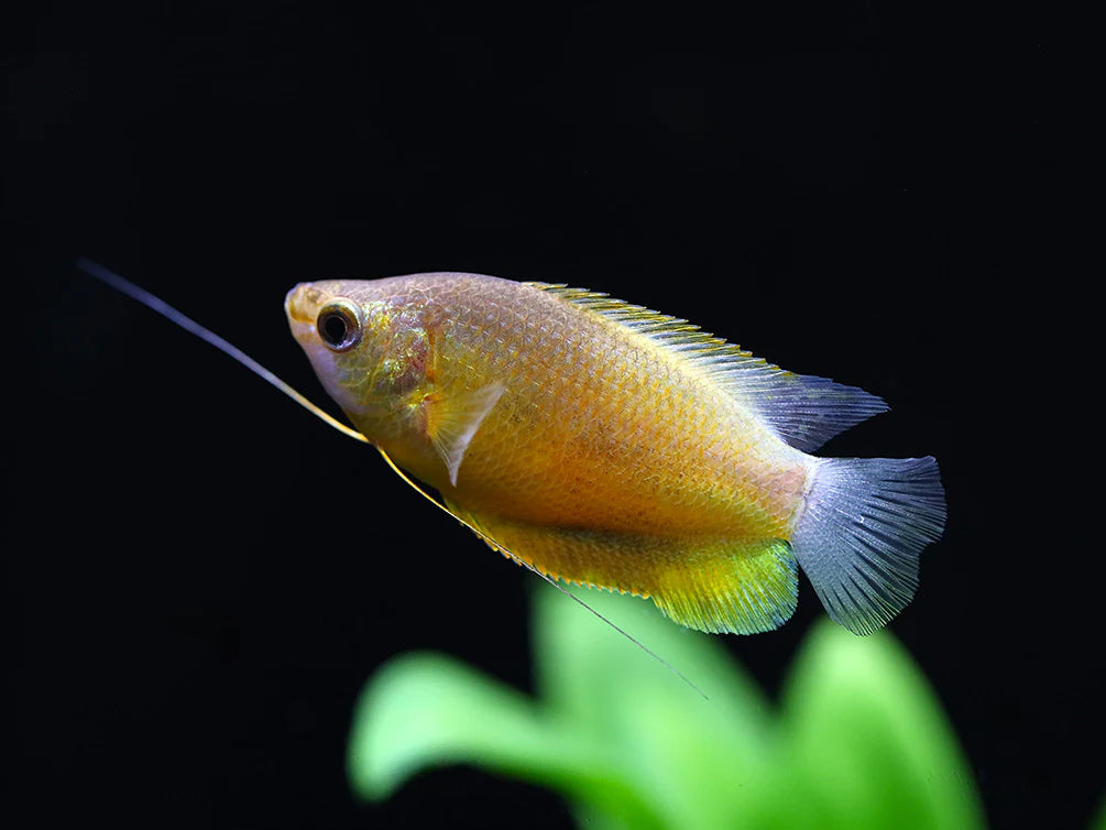 Sunset Gourami
