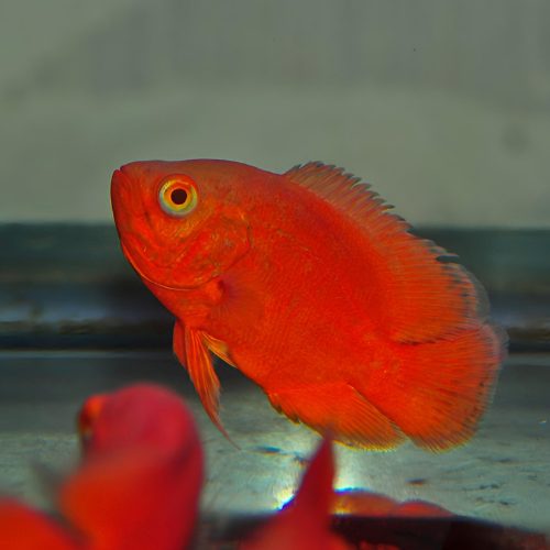 Super Red Oscar - 7.5cm