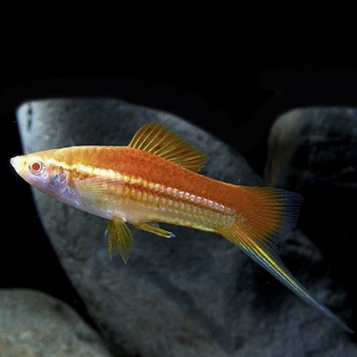 Swordtail Lemon