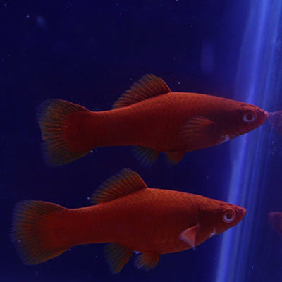 Swordtail Red Eye Assorted - L