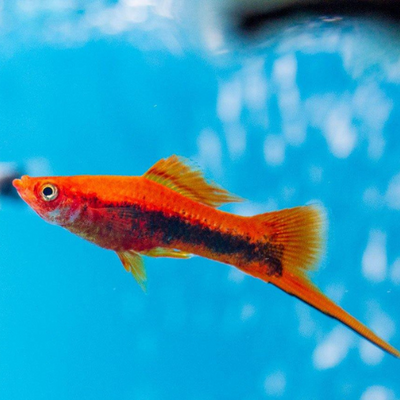 Swordtail Red Tuxedo