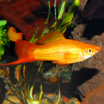 Swordtail Marigold
