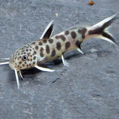 Synodontis Petricola