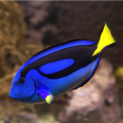 Tang Blue - 8cm