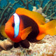 Teak Clown