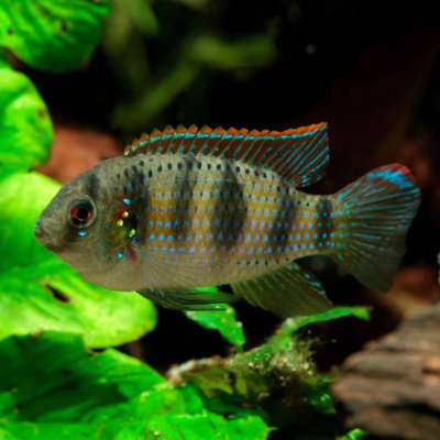 Thomasi (Butterfly Cichlid) - 2.5cm