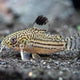 Trilineatus Cory - 2.5cm