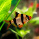Tiger Barb - L