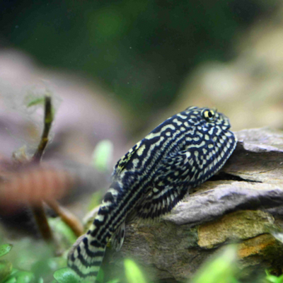Tiger Hillstream Loach