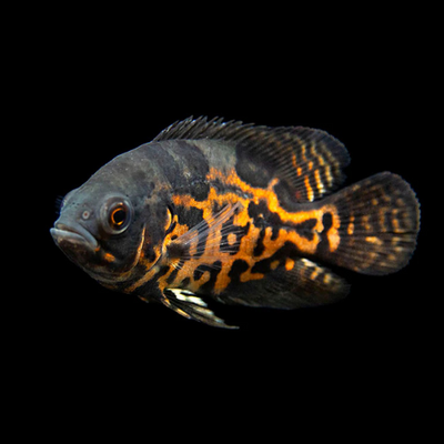 Tiger Oscar - 5cm