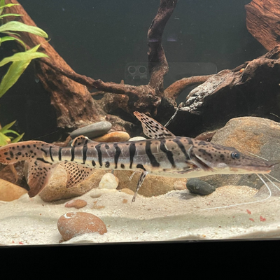 Tiger Shovelnose Catfish - 5cm