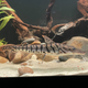Tiger Shovelnose Catfish - 3cm
