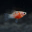Platy Tiger
