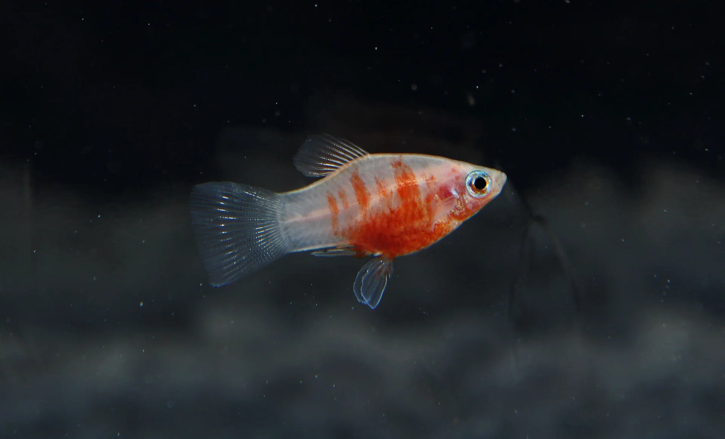 Platy Tiger