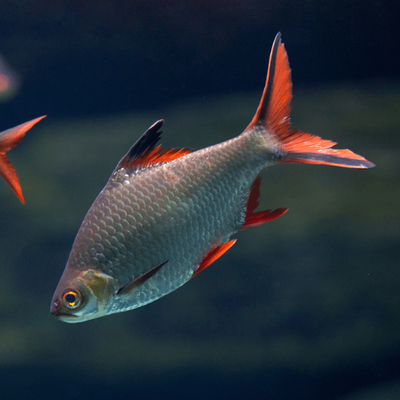 Tinfoil Barb - 5cm