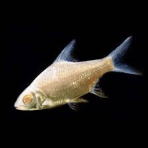 Tinfoil Barb Albino - 5cm