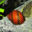 Nerite Snail