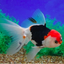 Oranda Goldfish Tricolor - 7-8cm