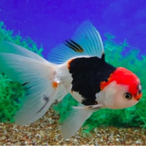 Tricolor Oranda Goldfish - 7cm