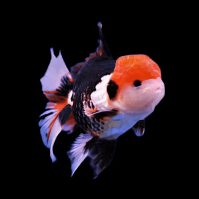 Oranda Goldfish Tricolor - 7-8cm