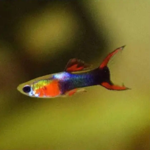 Tuxedo Endler Guppy