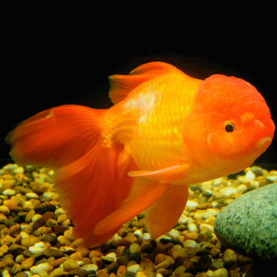 Goldfish Lionhead - 5cm
