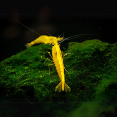Yellow Golden Back Shrimp