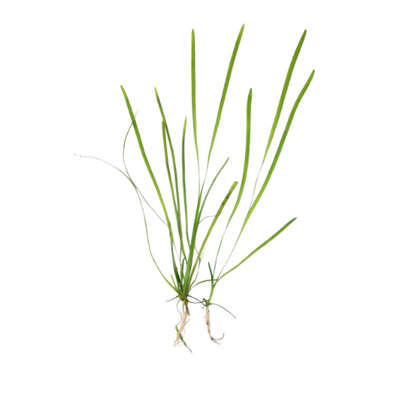 Vallisneria Spiralis