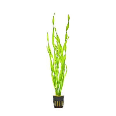 Vallisneria Asiatica