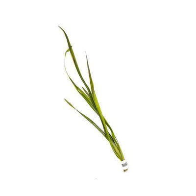 Vallisneria Gigantea