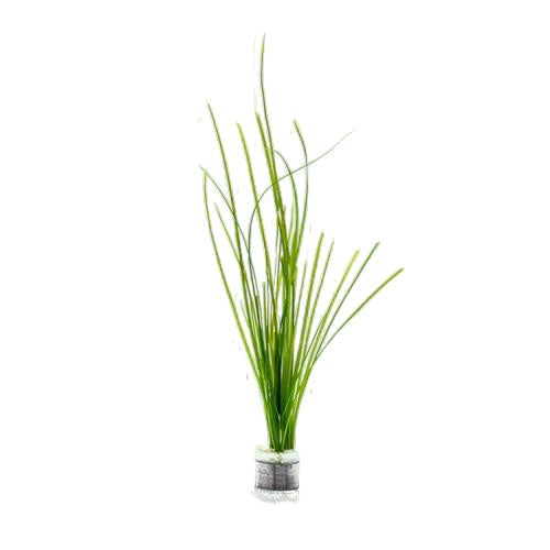 Vallisneria Nana