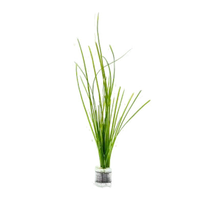 Vallisneria Nana