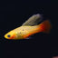 Variatus Platy - 3cm
