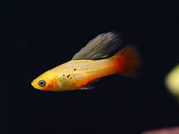 Variatus Platy - 3cm